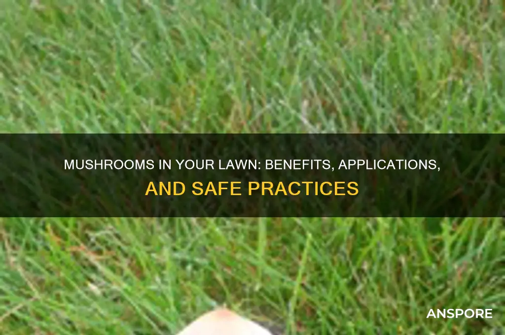 is there a lawn application for mushrooms