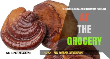 Lengzhi Mushroom Availability: Can You Buy It at Your Local Grocery?