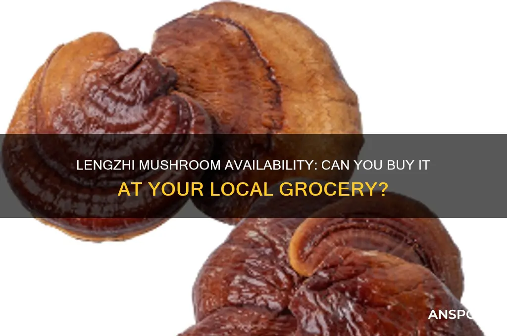 is there a lengzhi mushroom for sale at the grocery