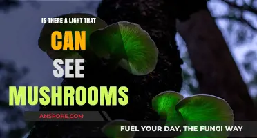 Can UV Light Reveal Hidden Mushrooms? Exploring Fungal Fluorescence