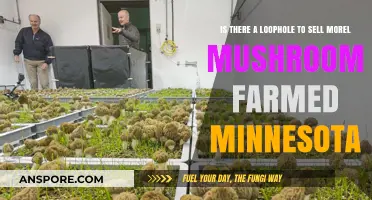 Farmed Morel Mushrooms in Minnesota: Uncovering Legal Selling Loopholes