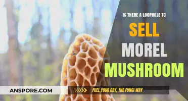 Selling Morel Mushrooms: Uncovering Legal Loopholes for Profitable Harvesting