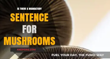 Understanding Legal Penalties for Mushroom Possession: Mandatory Sentences Explained