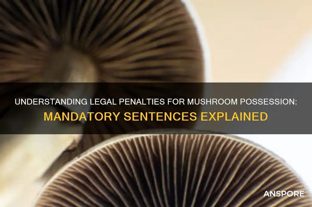 is there a mandatory sentence for mushrooms