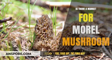 Exploring the Growing Demand for Morel Mushrooms: A Profitable Market?