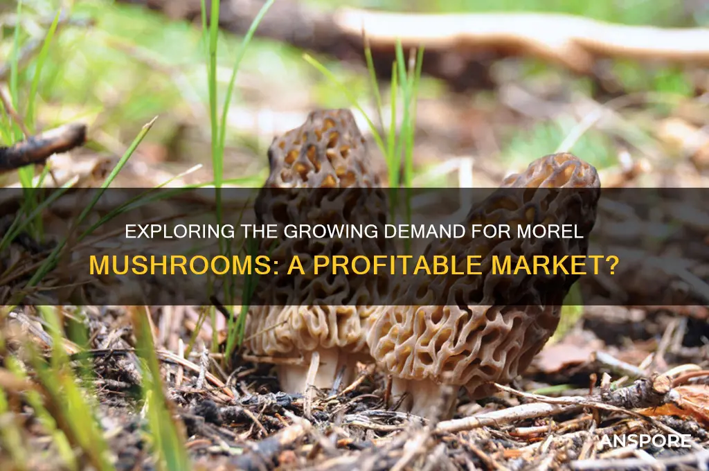 is there a market for morel mushrooms