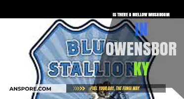 Discovering Mellow Mushroom: Is There One in Owensboro, KY?