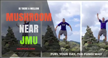 Find Mellow Mushroom Near JMU: Your Guide to Pizza Bliss