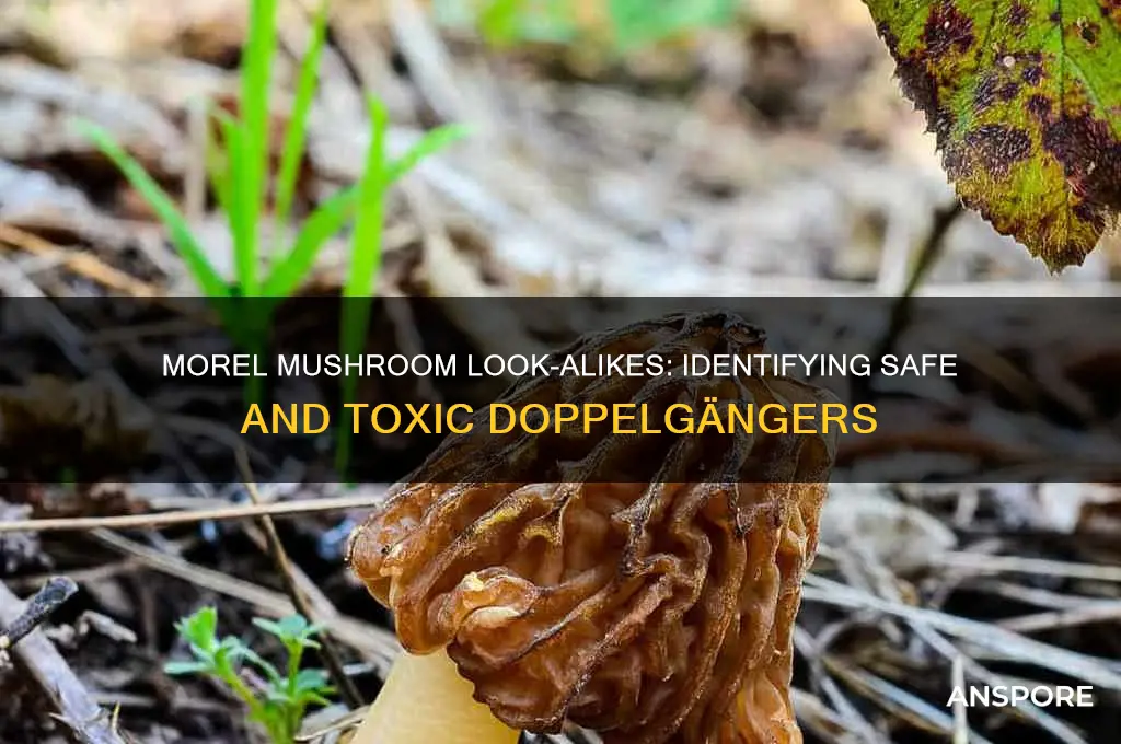 is there a morel mushroom look alike