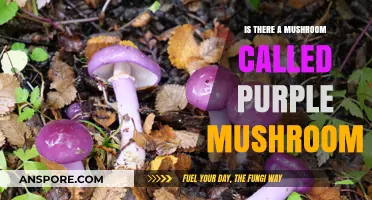 Exploring the Existence of the Purple Mushroom: Fact or Fiction?