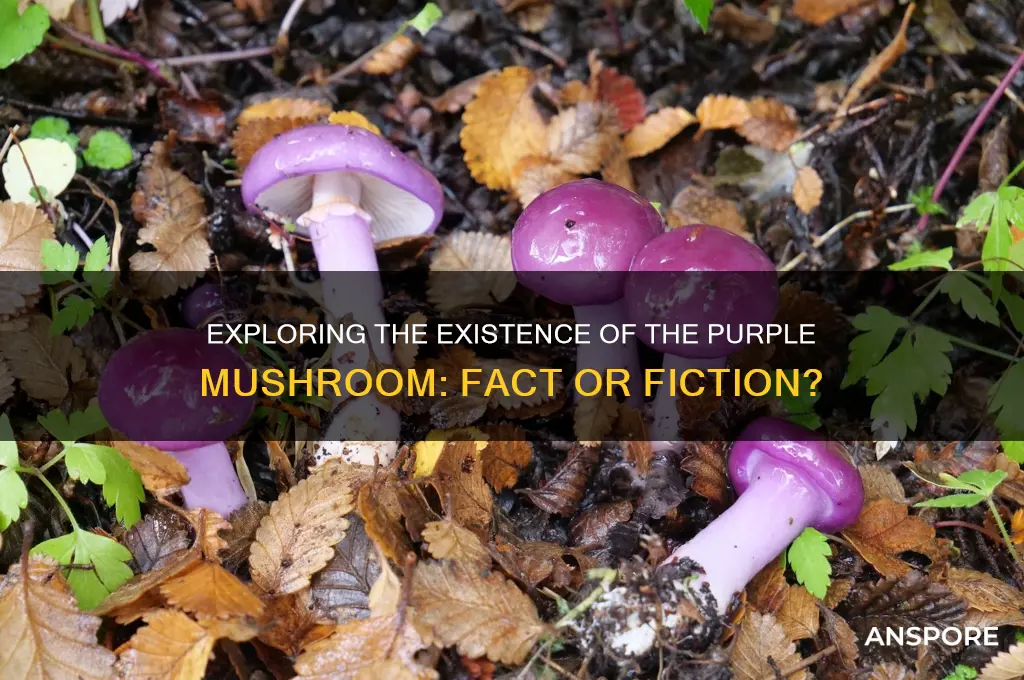 is there a mushroom called purple mushroom