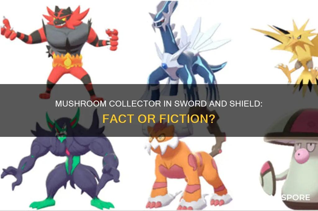 is there a mushroom collector in sword and sheild