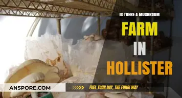 Exploring Hollister's Mushroom Farming Scene: Fact or Fiction?