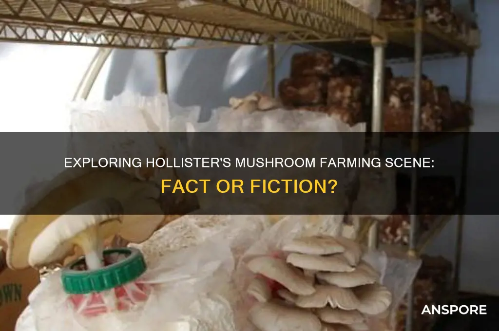 is there a mushroom farm in hollister