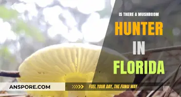 Exploring Florida's Forests: Unveiling the Secret World of Mushroom Hunters
