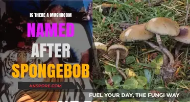 SpongeBob's Fungal Fame: Is There a Mushroom Named After Him?