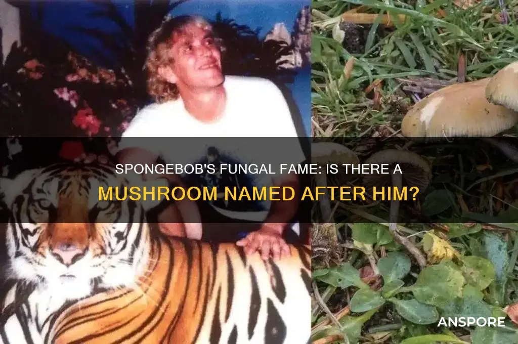 is there a mushroom named after spongebob