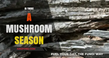 Mushroom Hunting: Best Seasons and Locations