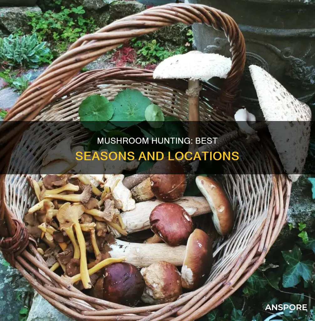 is there a mushroom season