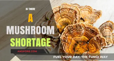 Mushroom Crisis: Supply Shortage and Demand