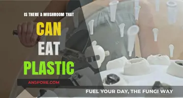 Can Mushrooms Eat Plastic? Exploring Nature's Solution to Pollution