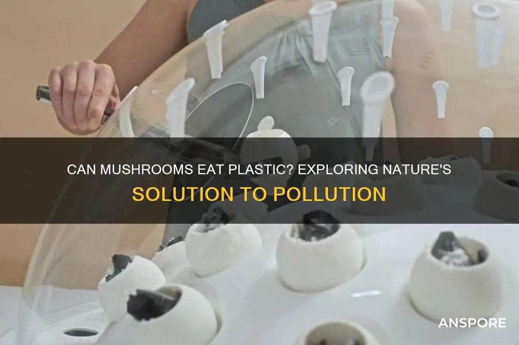 is there a mushroom that can eat plastic