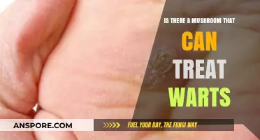 Can Mushrooms Cure Warts? Exploring Natural Fungal Remedies