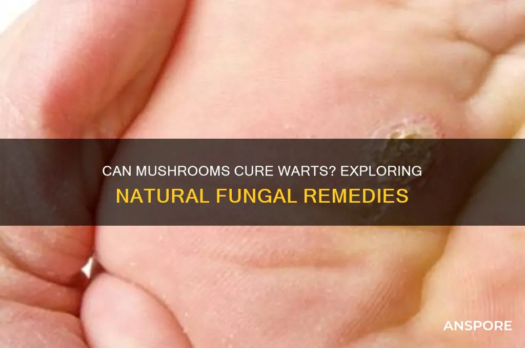 is there a mushroom that can treat warts