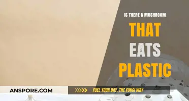 Can Mushrooms Eat Plastic? Exploring Nature's Solution to Pollution