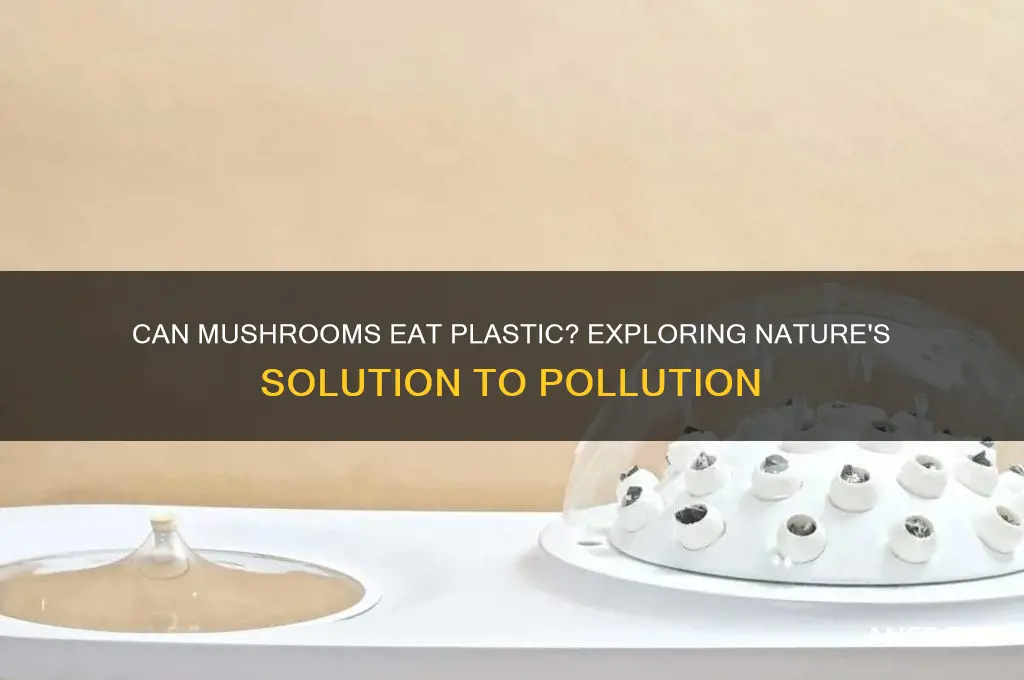 is there a mushroom that eats plastic