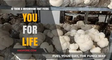 Can a Single Mushroom Sustain You for a Lifetime? Exploring the Myth