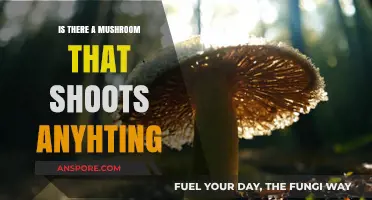 Exploring the Myth: Do Mushrooms Shoot Spores or Projectiles?