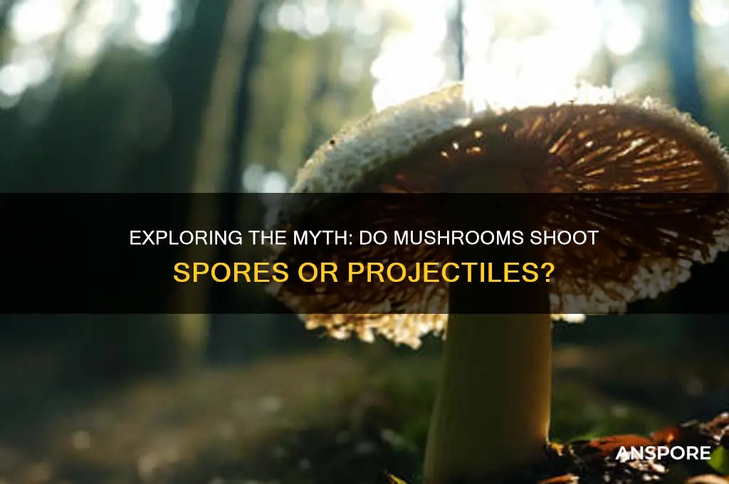 is there a mushroom that shoots anyhting