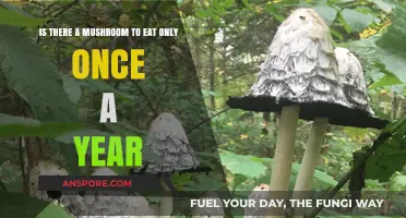 Rare Edible Mushrooms: A Once-A-Year Culinary Treasure Hunt