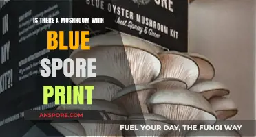 Discovering the Rarity: Blue Spore Print Mushrooms Explained