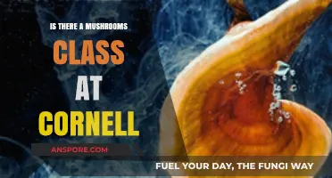 Exploring Cornell's Mycology Courses: Are Mushroom Classes Offered?