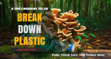 Mushrooms Eating Plastic: Nature's Solution to Pollution Crisis?