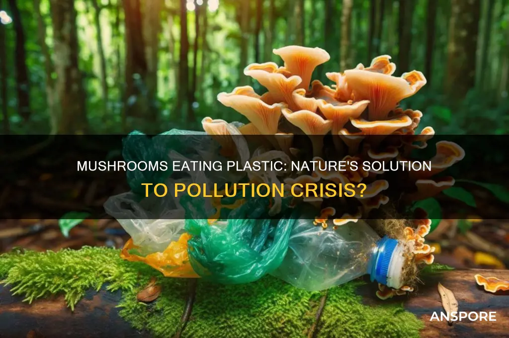 is there a mushrooms that can break down plastic
