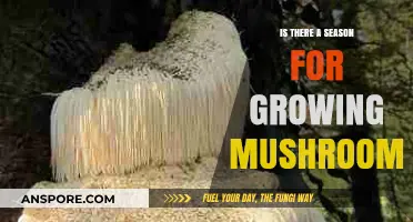 Mushroom Growing Seasons: When and How to Cultivate Fungi Successfully