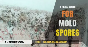 Mold Spores: Seasonal Patterns and When They Thrive Most