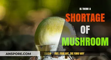 Are Mushrooms Becoming Scarce? Exploring the Global Supply Shortage
