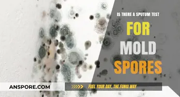 Sputum Test for Mold Spores: Detection, Accuracy, and Health Implications