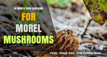 Toxic Look-Alikes: Identifying Safe Morel Mushrooms in the Wild