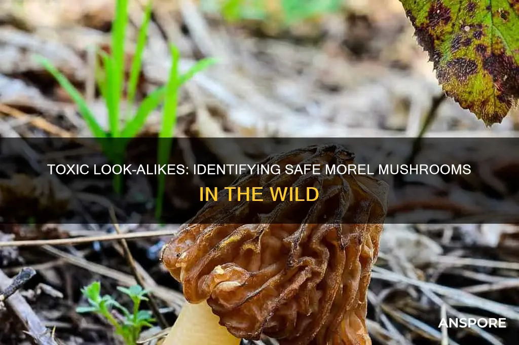 is there a toxic look alike for morel mushrooms