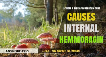 Deadly Mushroom Varieties: Can Fungi Trigger Internal Hemorrhaging?