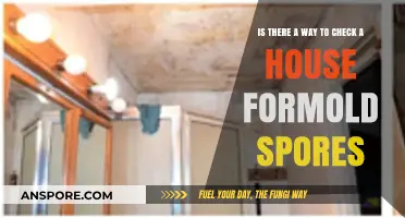 How to Detect Mold Spores in Your Home: A Comprehensive Guide