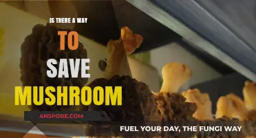 Preserving Mushrooms: Effective Methods to Extend Their Freshness and Flavor