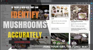 Accurate Mushroom Identification: Can Websites Reliably Help You Identify Fungi?