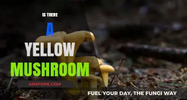 Yellow Mushrooms: Myth or Reality?