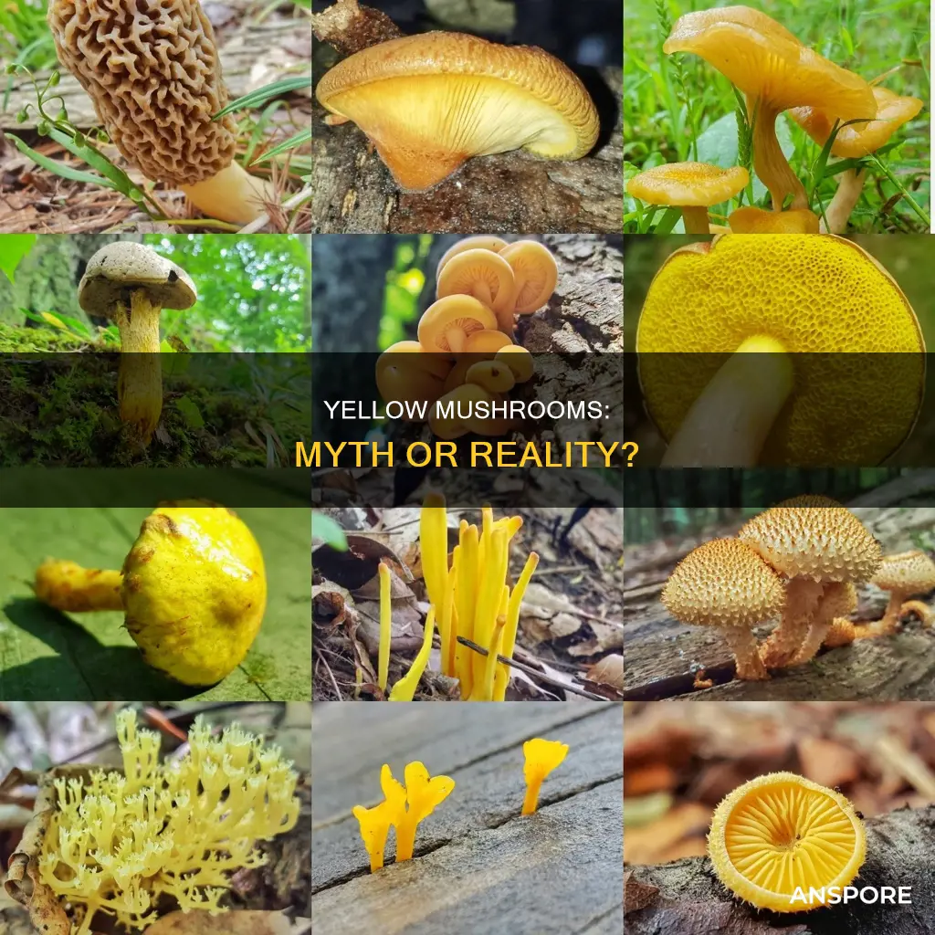 is there a yellow mushroom